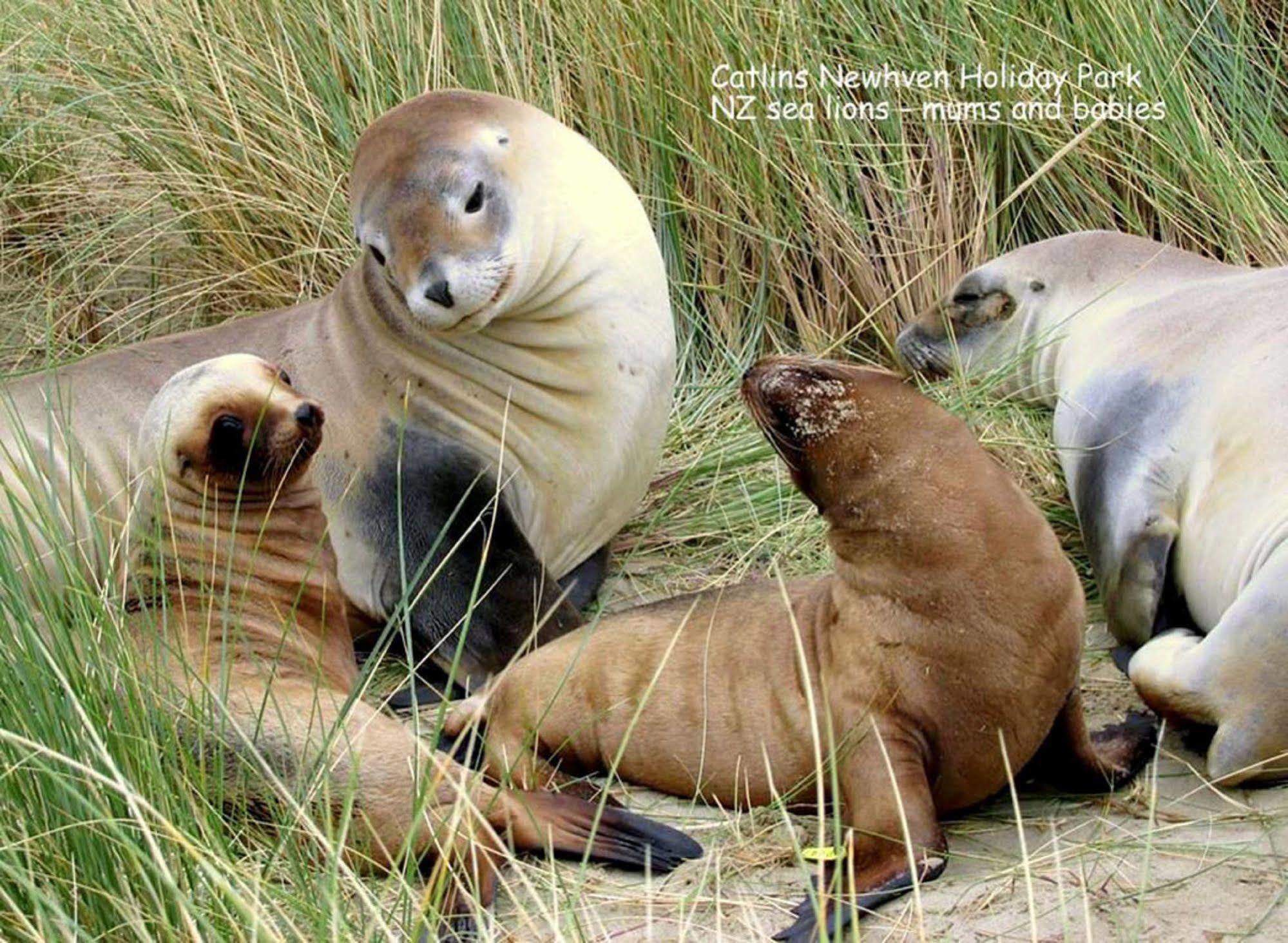 Catlins Newhaven Holiday Park Owaka Bagian luar foto